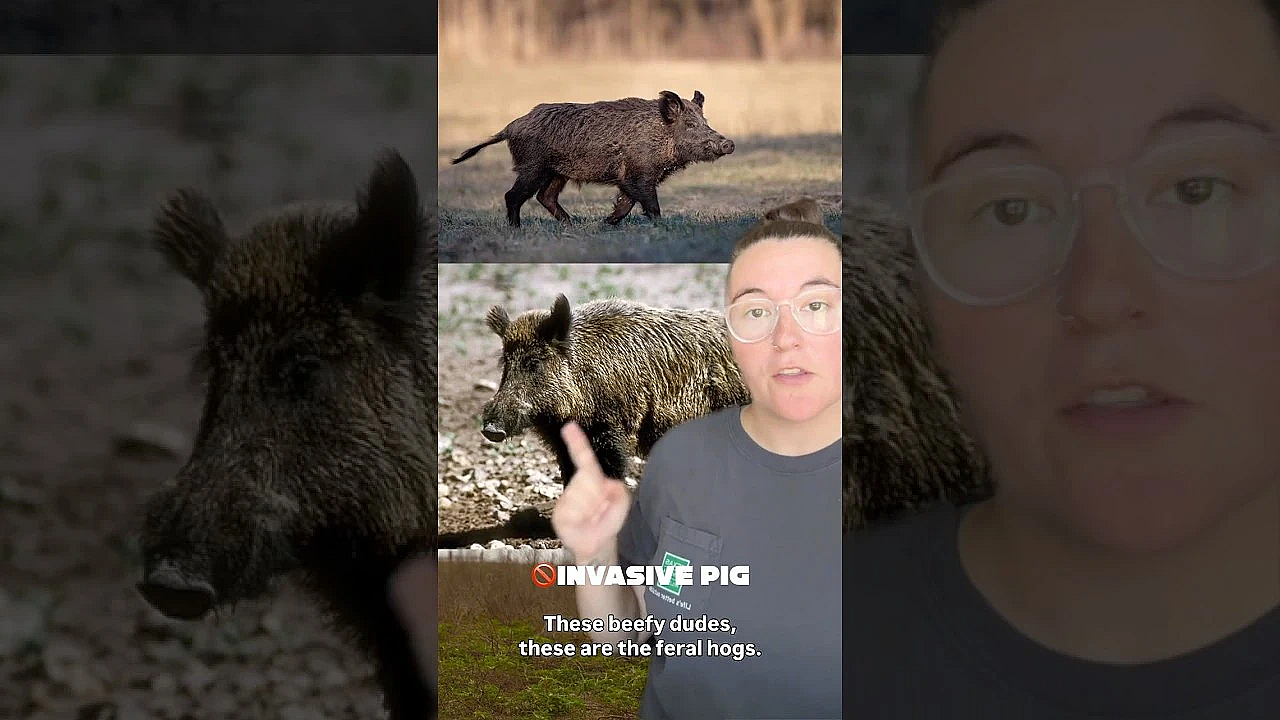 Javelina Vs Feral Hog