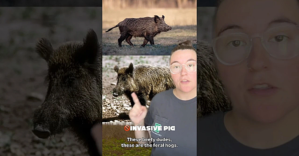 Javelina Vs Feral Hog