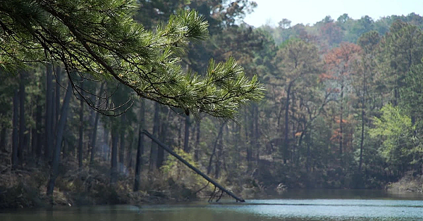 2021 Lone Star Land Steward: Brushy Creek Co-op