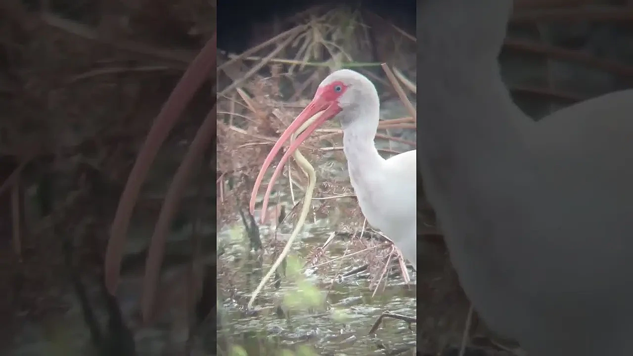 White Ibises