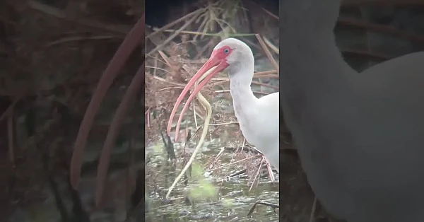 White Ibises