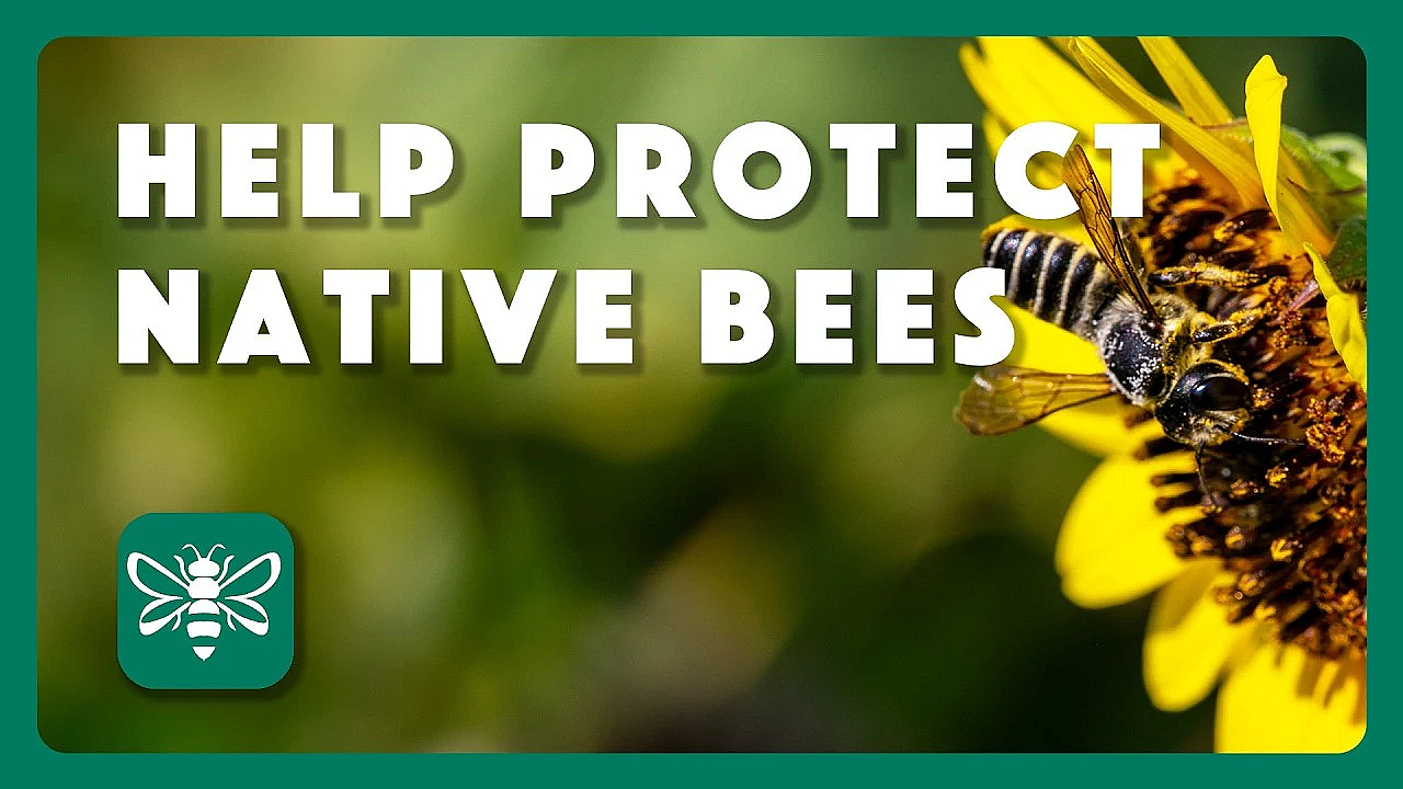 Help Protect Our Native Bees