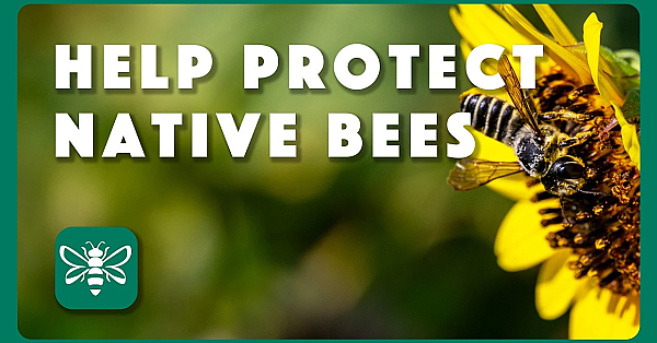Help Protect Our Native Bees