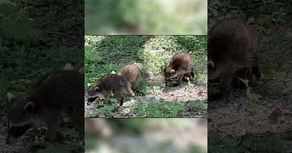 Baby Raccoons 🦝 #raccoon