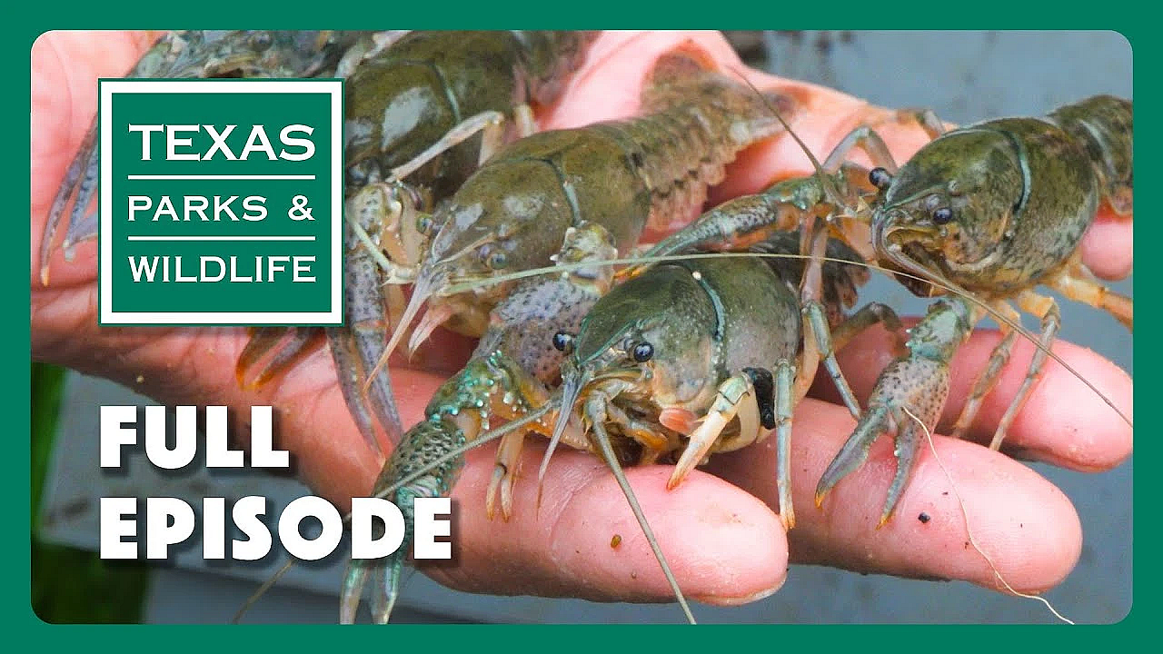 Pbs Show - Crayfish Concerns &amp; More