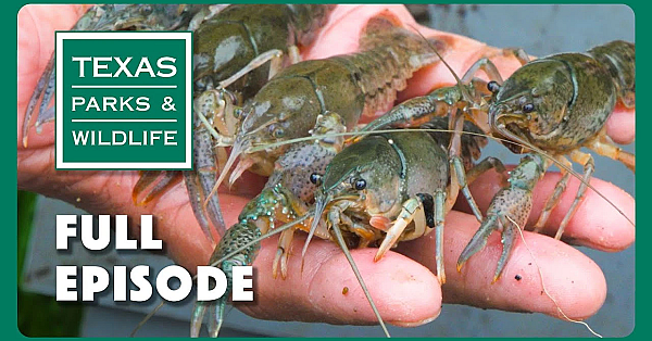 Pbs Show - Crayfish Concerns &amp; More