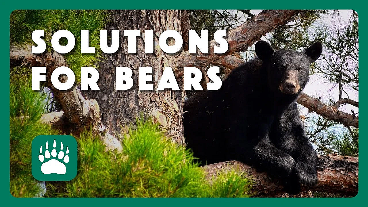 Solutions For Bear Country
