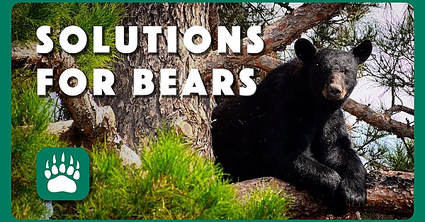 Solutions For Bear Country
