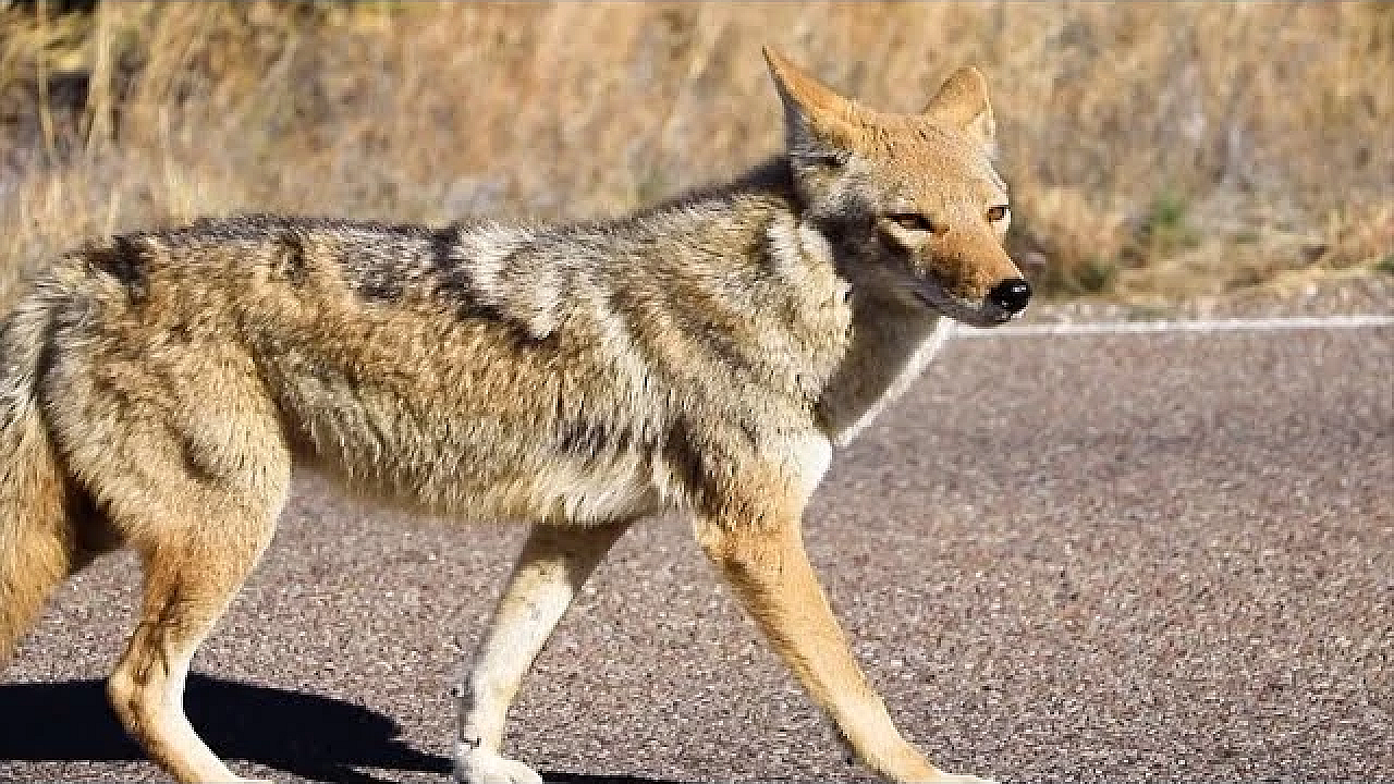 Urban Coyotes