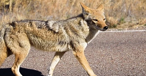 Urban Coyotes
