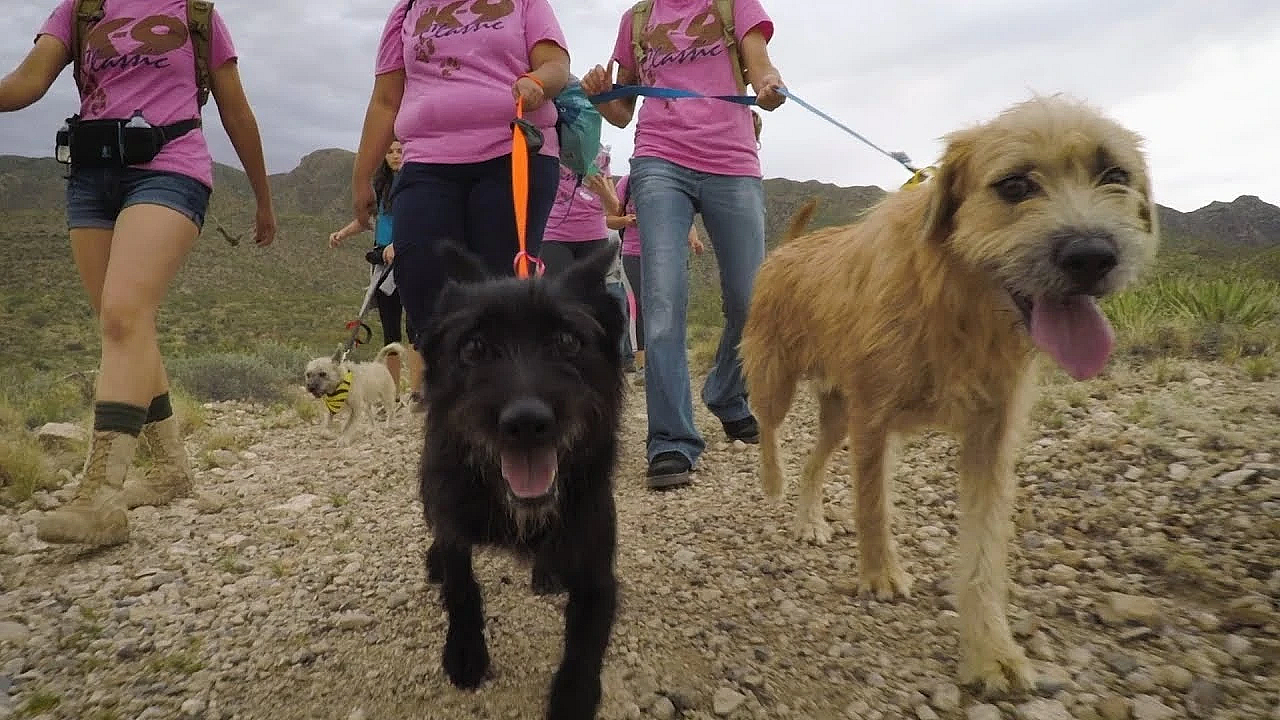 Pbs Show Hunting Dove, Hiking Dogs, Birding Hotspots, #2720