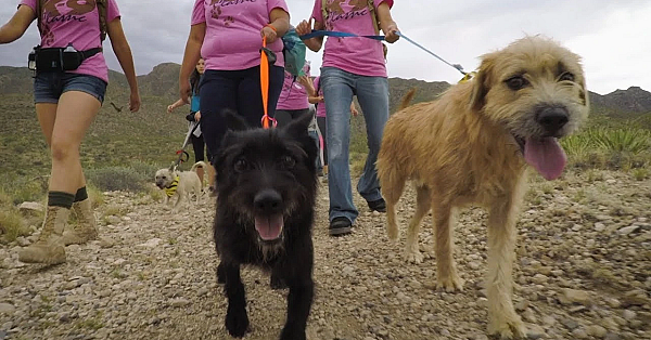 Pbs Show Hunting Dove, Hiking Dogs, Birding Hotspots, #2720