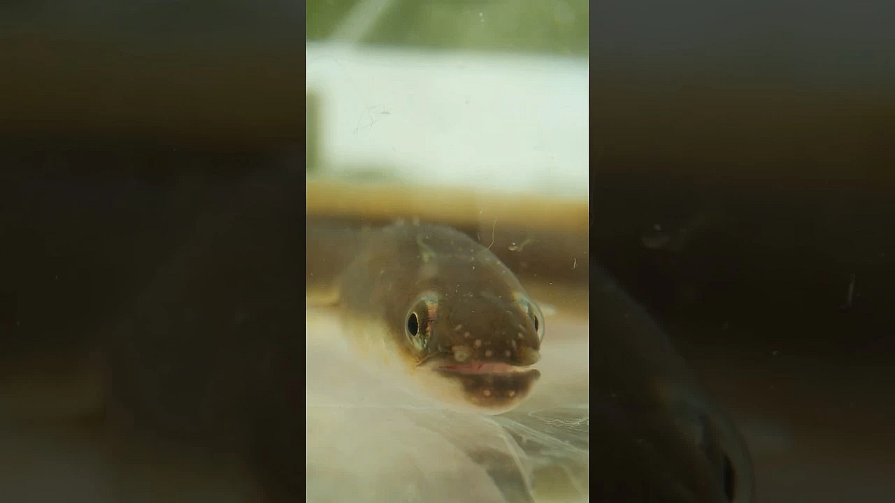 Squeel! #eel Survey Baby Eels