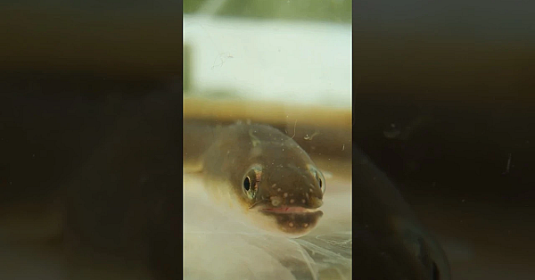 Squeel! #eel Survey Baby Eels