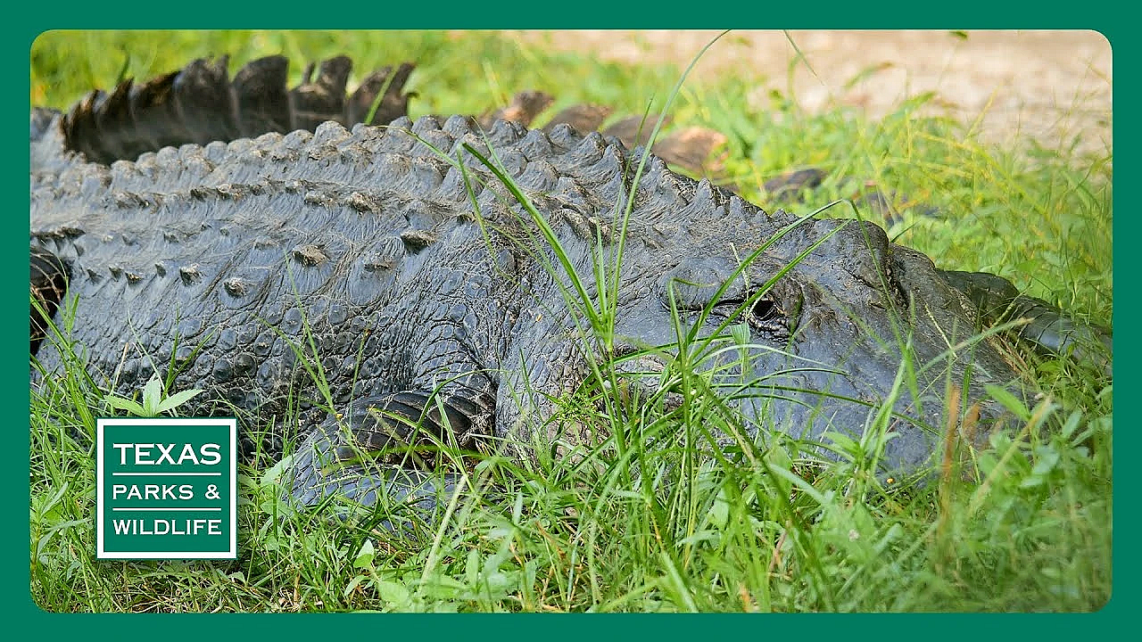 Pbs Trailer - Gator Guardians, Hunting Las Palomas &amp; Mattox Prairie