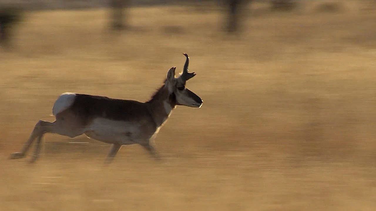 Pbs Show - The Science Of Wildlife - #2907