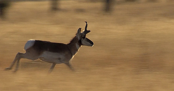 Pbs Show - The Science Of Wildlife - #2907