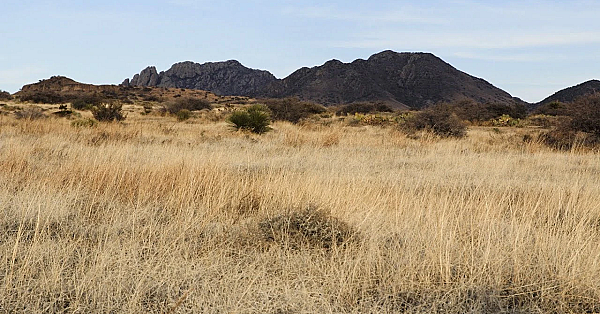 2021 Lone Star Land Steward: Moore Ranch