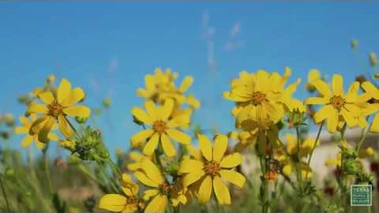 Scenes From San Angelo State Park - Postcard From Texas