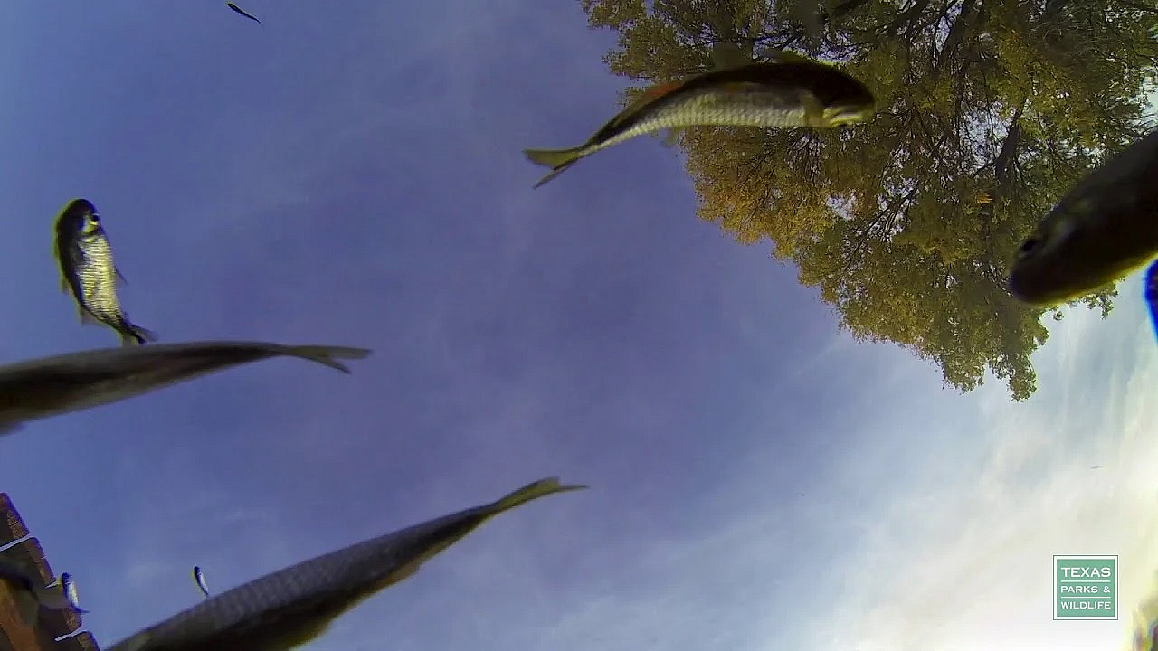 San Solomon Springs At Balmorhea State Park - Postcard From Texas