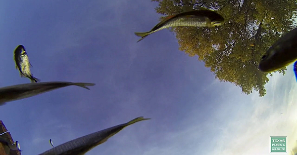 San Solomon Springs At Balmorhea State Park - Postcard From Texas