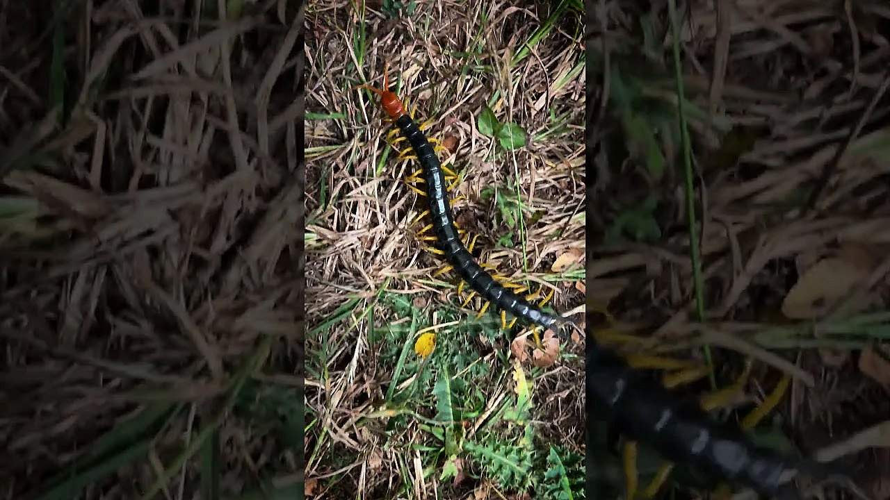 A Texas Terrifying Creature: Giant Redheaded Centipede