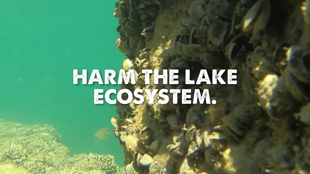 Protect The Lakes You Love: Stop The Spread Of Zebra Mussels