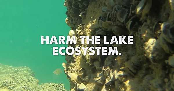 Protect The Lakes You Love: Stop The Spread Of Zebra Mussels