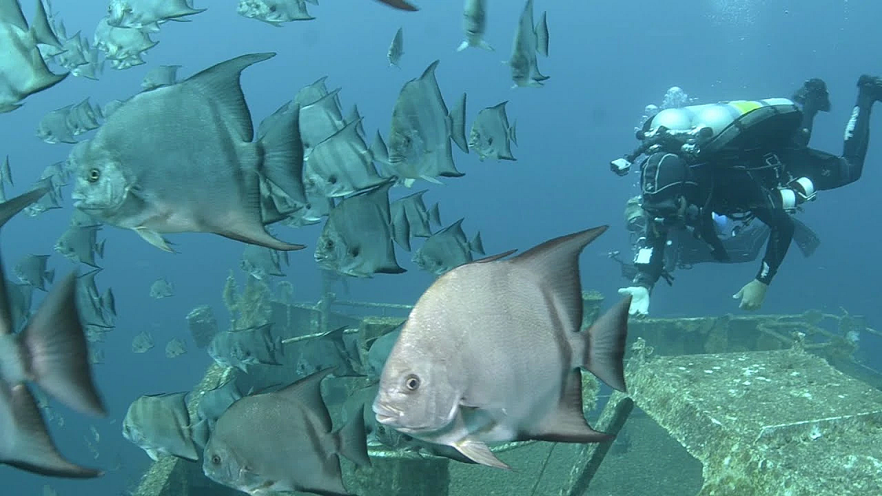 Pbs Show - Fox Finders, Kraken Diving, Brushland Birds - #2901