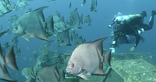 Pbs Show - Fox Finders, Kraken Diving, Brushland Birds - #2901