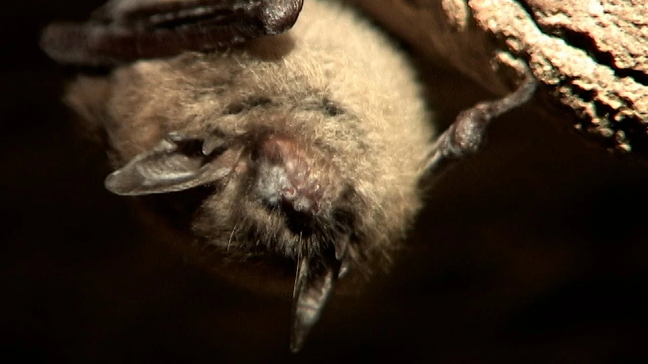 Bat Disease, Watching For Whitenose - Texas Parks &amp; Wildlife [official]
