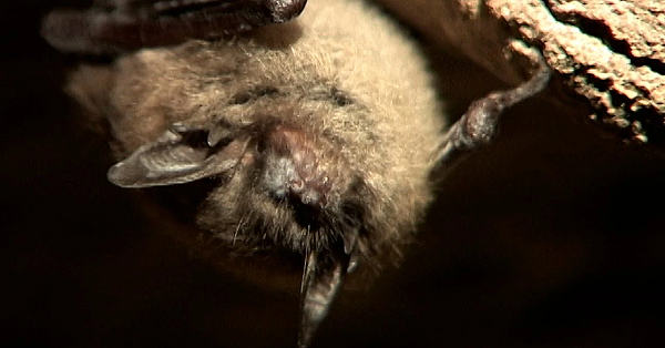 Bat Disease, Watching For Whitenose - Texas Parks &amp; Wildlife [official]