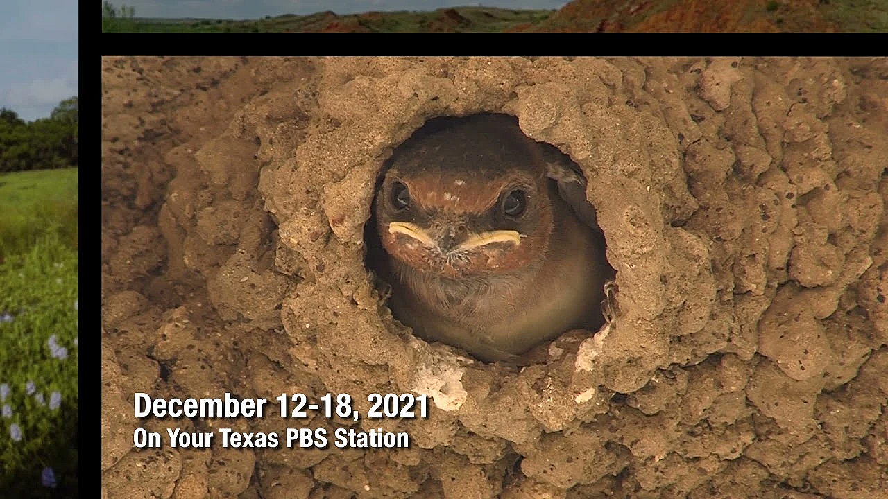 Pbs Preview - Coastal Prairie Stewards, Fish Habitat Help, &amp; Biking Big Bend - #3010
