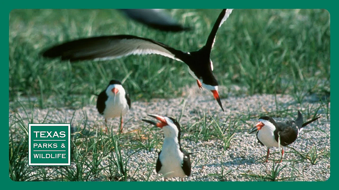 Pbs Preview- Skimmer Savers, Paddling Goliad, Counting Catches