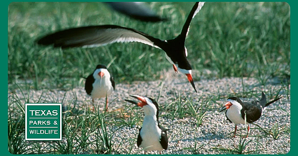 Pbs Preview- Skimmer Savers, Paddling Goliad, Counting Catches