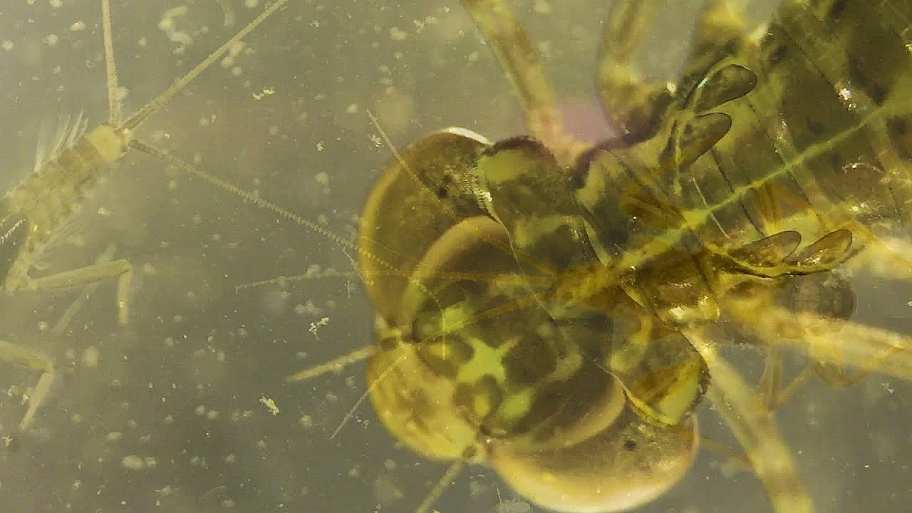 Pbs Show - Grubh's Bugs, Lake Colorado City, Learning Stewardship, #2822