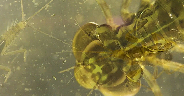 Pbs Show - Grubh's Bugs, Lake Colorado City, Learning Stewardship, #2822