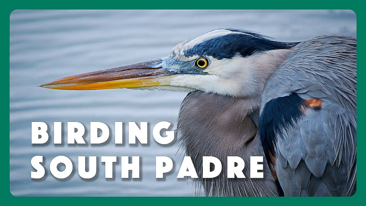 Birding South Padre - Postcard From Texas