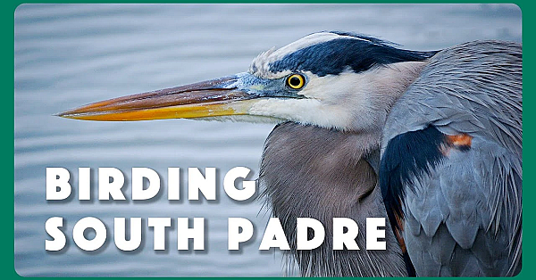 Birding South Padre - Postcard From Texas