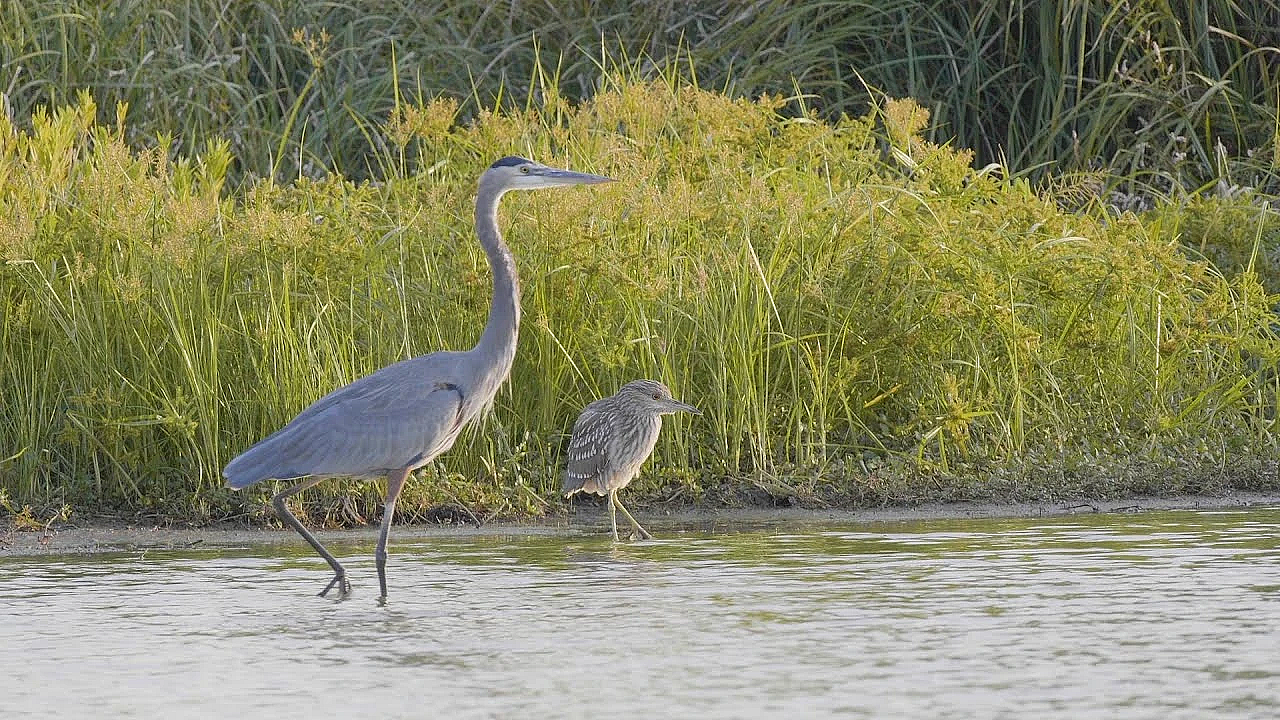 Pbs Show- Crab Trap Cleanup, Birdy Bastrop &amp; Bobcat City