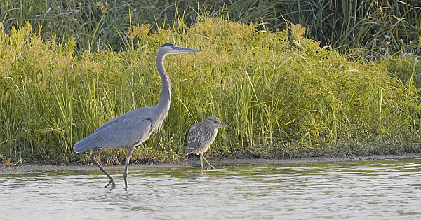 Pbs Show- Crab Trap Cleanup, Birdy Bastrop &amp; Bobcat City