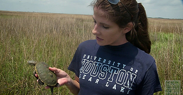 Rookery Island Erosion, A New North Deer - Texas Parks &amp; Wildlife [official]