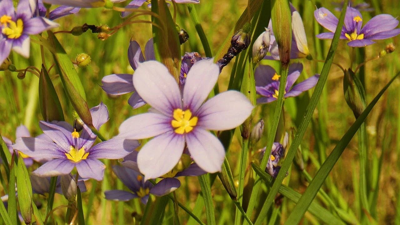 Postcard From Texas: Roadside Wildflowers