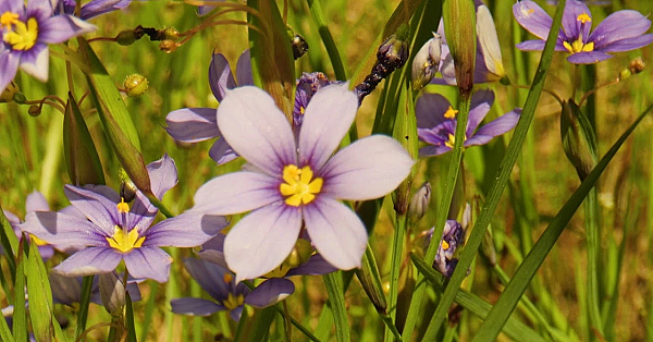 Postcard From Texas: Roadside Wildflowers