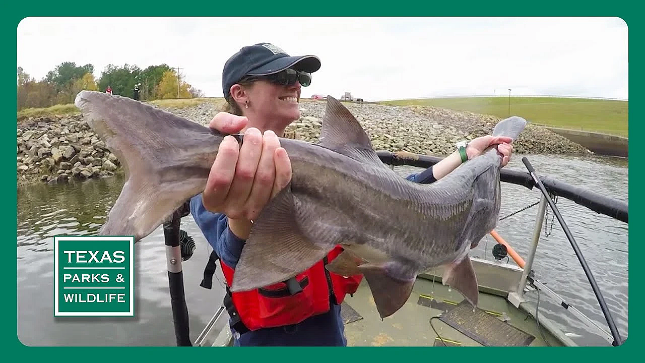 Pbs Trailer - Paddlefish, Field To Fork &amp; West Texas Steward