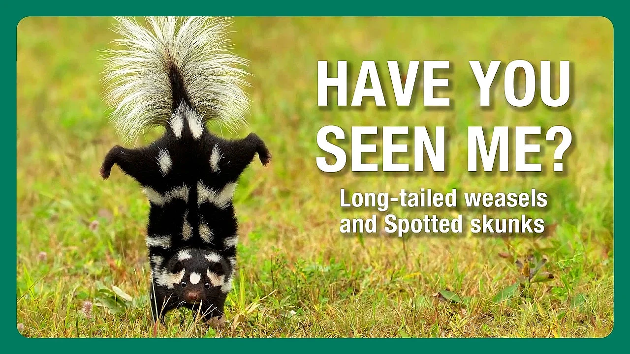 Have you seen me?