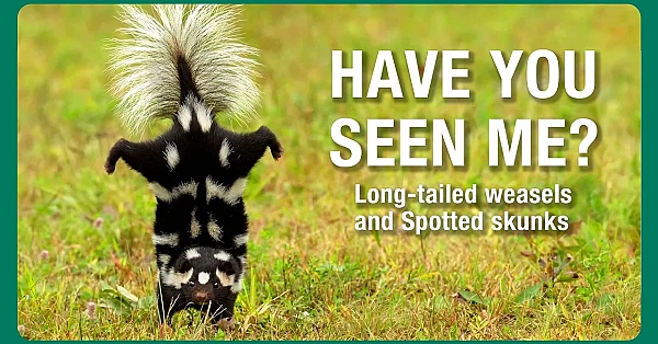 Have you seen me?