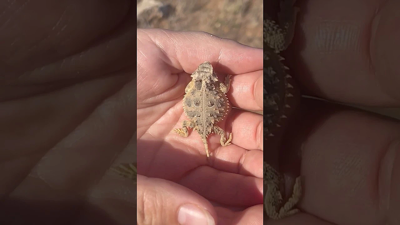 Little Horned Lizards Get A New Home