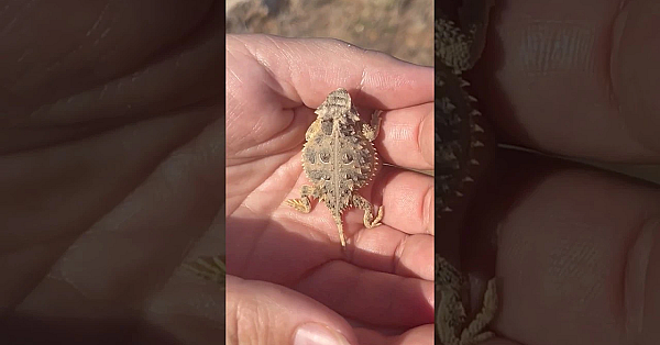 Little Horned Lizards Get A New Home