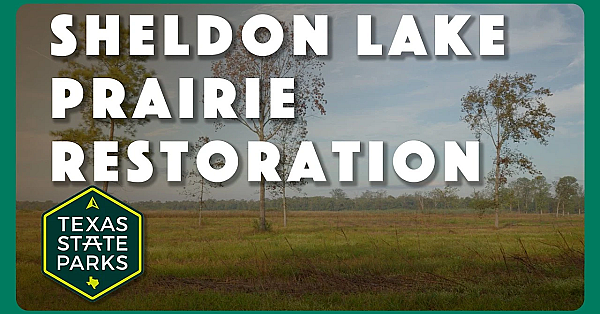 Sheldon Lake Prairie Restoration